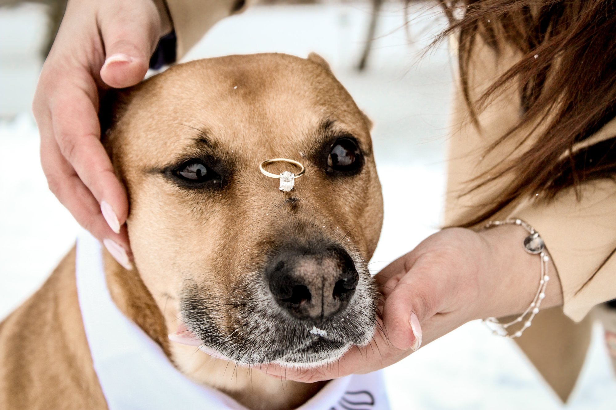 Dog with engagement ring on nose - engagement photography in Elmira, Ontario