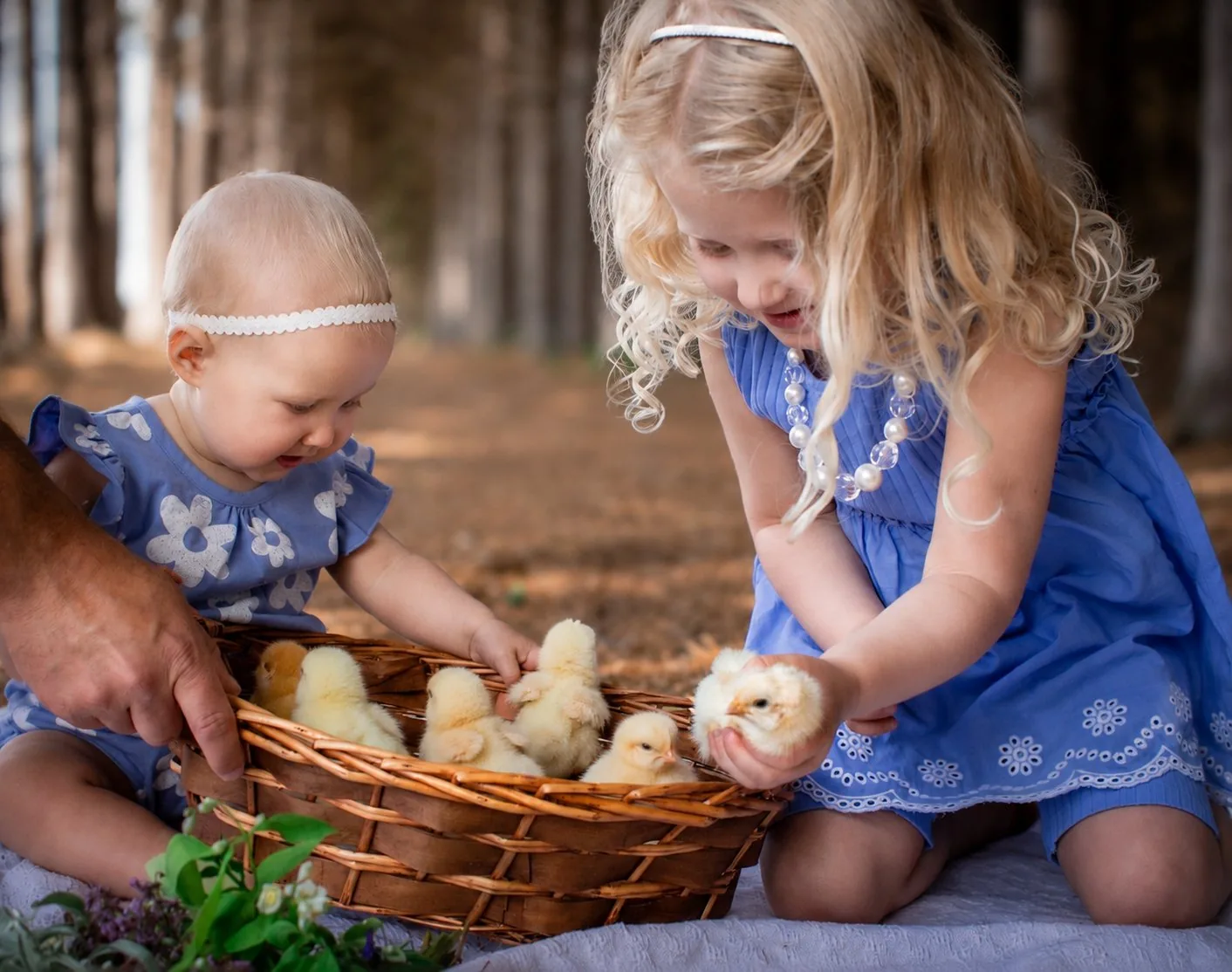Baby and big sister reaching into a basket of baby chicks - Spring Minis session at Woolwich Dam, Elmira Ontario