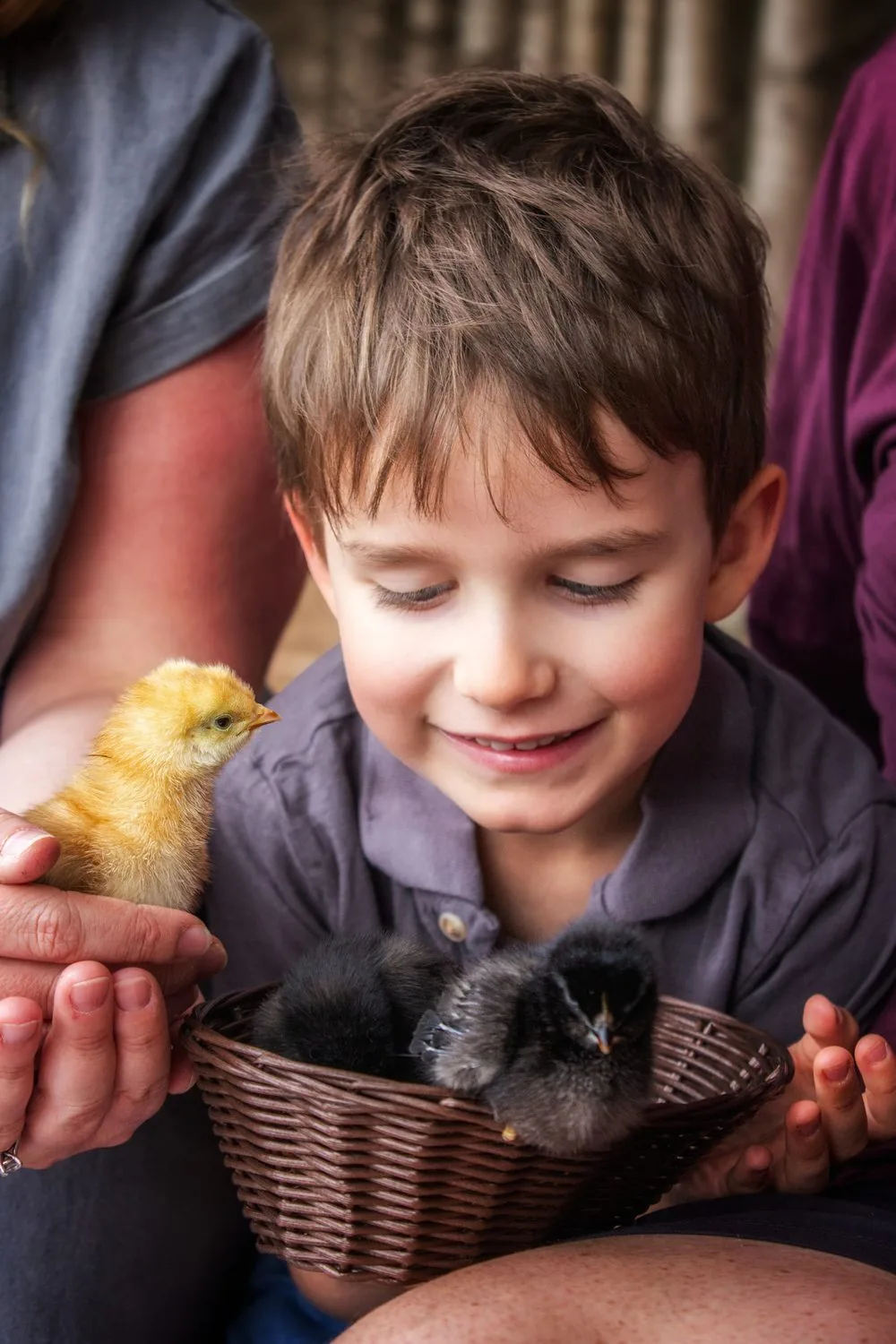 Young boy smiling at a yellow baby chick in his hands - Spring Minis photography in Elmira, Ontario