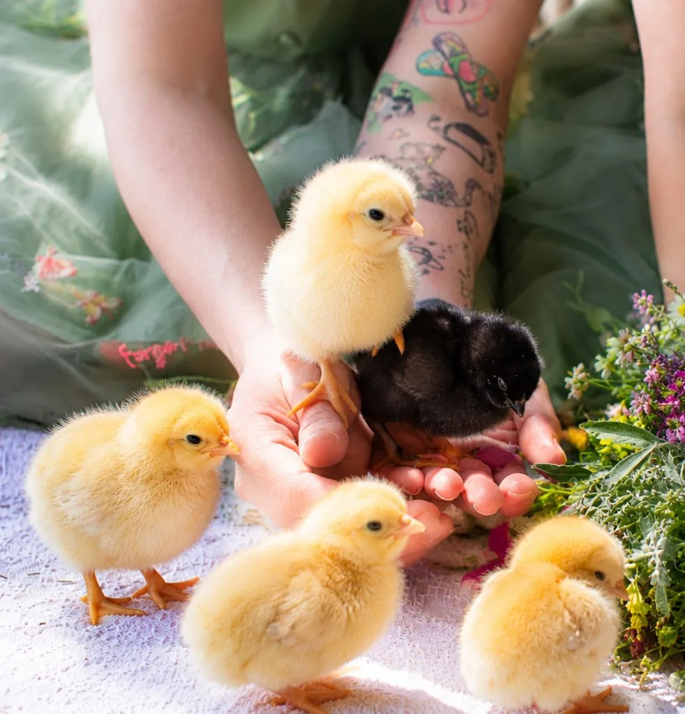 Baby chicks from Bonnie's Chick Hatchery cupped in hands beside a bundle of wildflowers - Spring Minis session in Elmira, Ontario