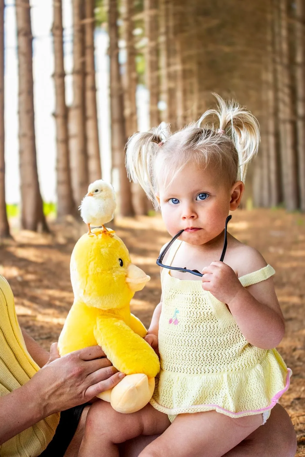 Toddler in yellow holding a plush duck with a baby chick perched on top - Spring Minis in Elmira, Ontario